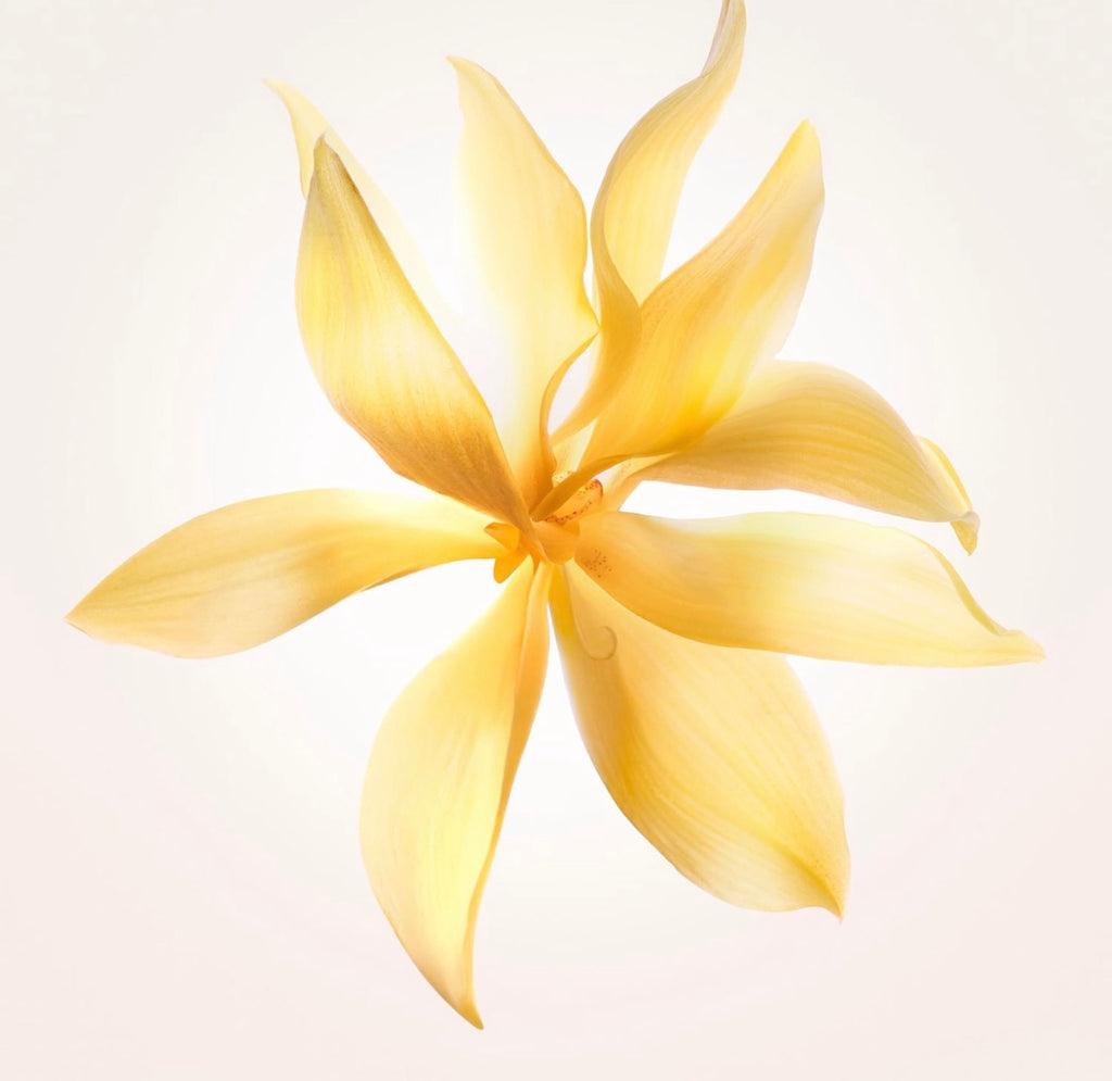 Parfum Narciso Rodriguez - Ambre Boisé 90 ML