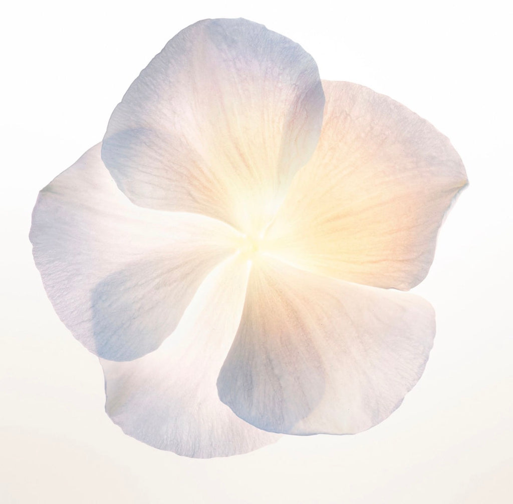 Parfum Narciso Rodriguez - Eau de parfum poudrée 90 ML